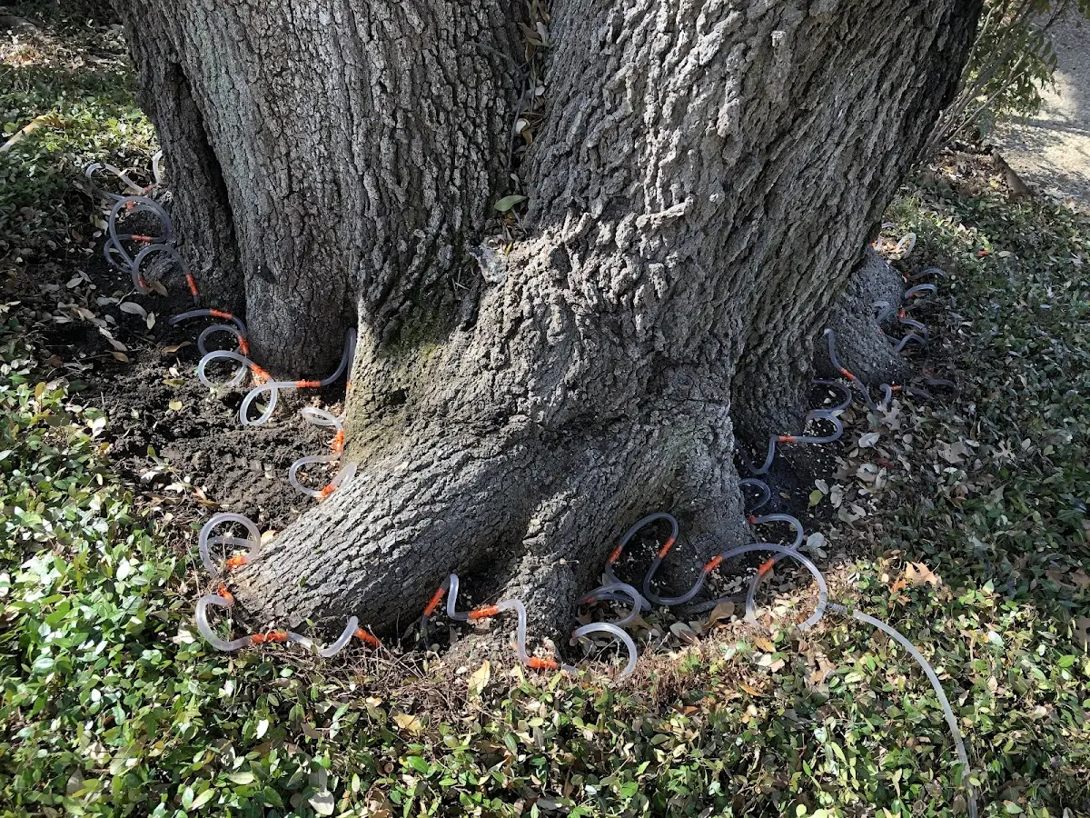 Detailed Tree Cabling and Bracing job site in Oto