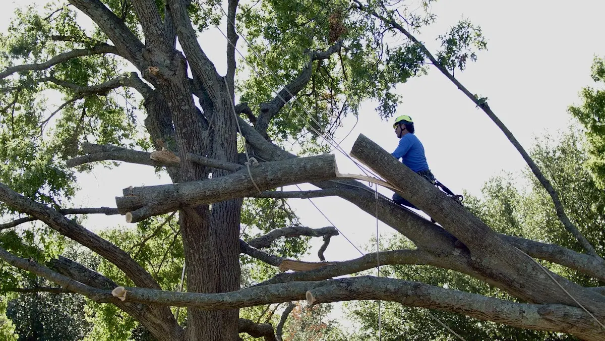 Professional Crown Thinning performed by certified arborists in Oto
